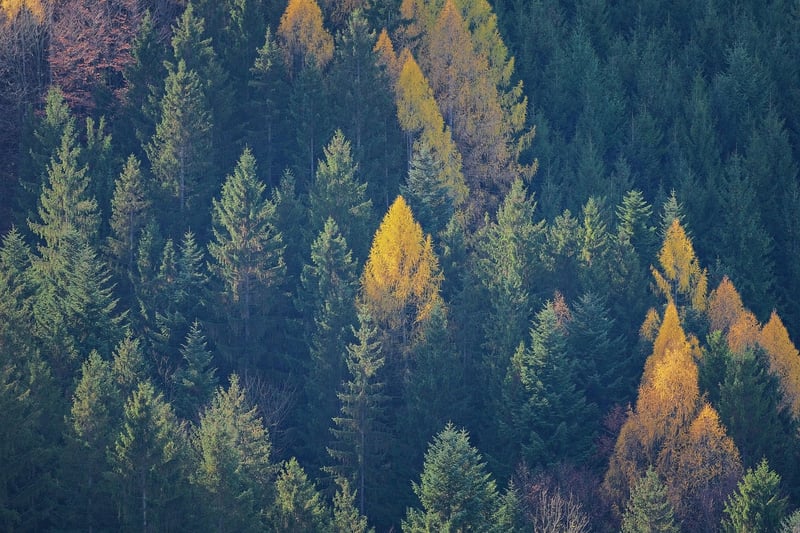 Autumn Trees