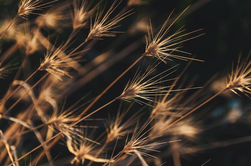 Ornamental Grass