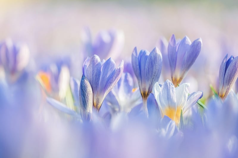Cottage Garden