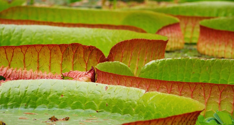 Water Garden